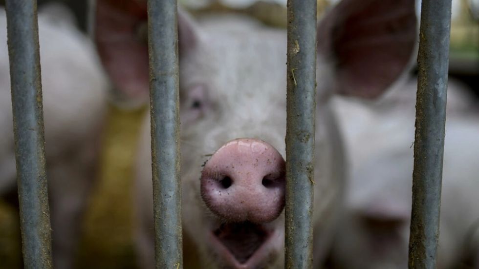 Incluso los cerdos merecen ser escuchados, aseguran investigadores