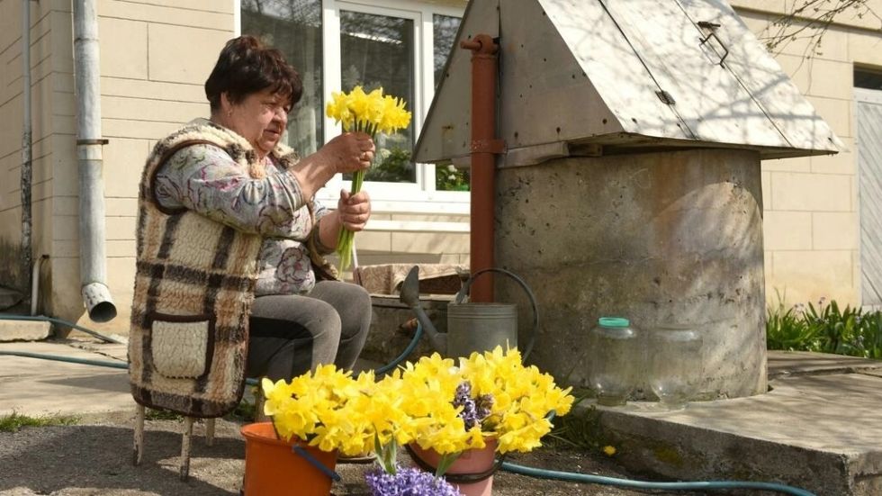 En medio de la guerra, las flores de primavera adquieren tintes patrióticos en Ucrania