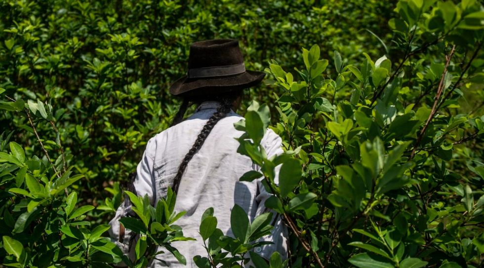Perú planea comprar toda la producción de hojas de coca como parte de nueva política antidrogas