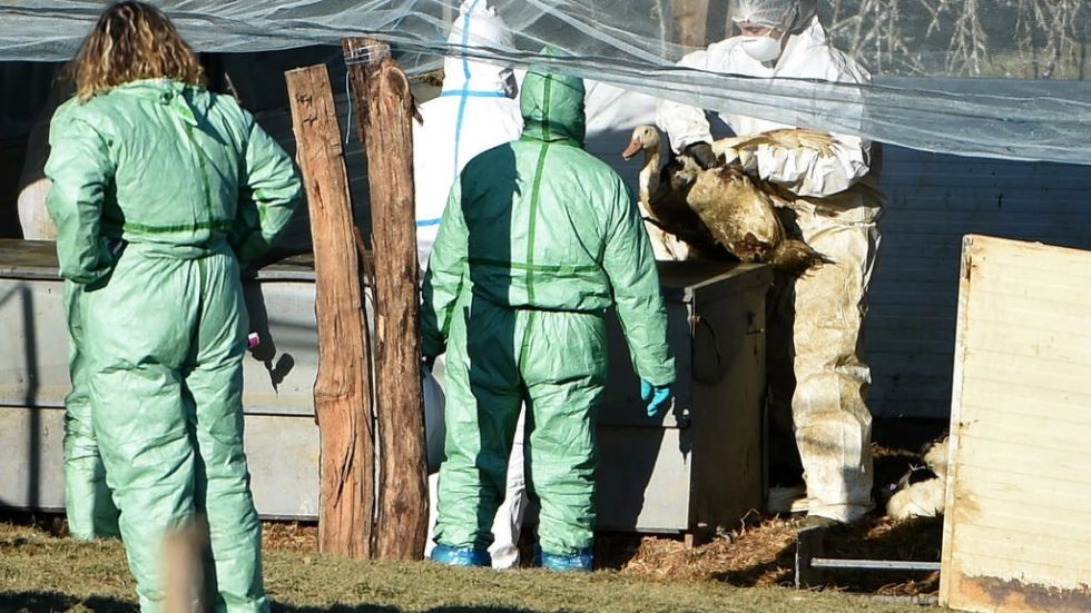Francia sacrifica 16 millones de aves por la epidemia de gripe aviar