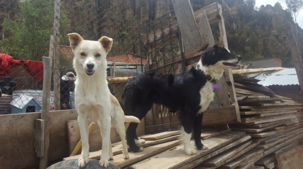 Cuestionan que la Alcaldía paceña "eche a la calle" a perritos que esteriliza