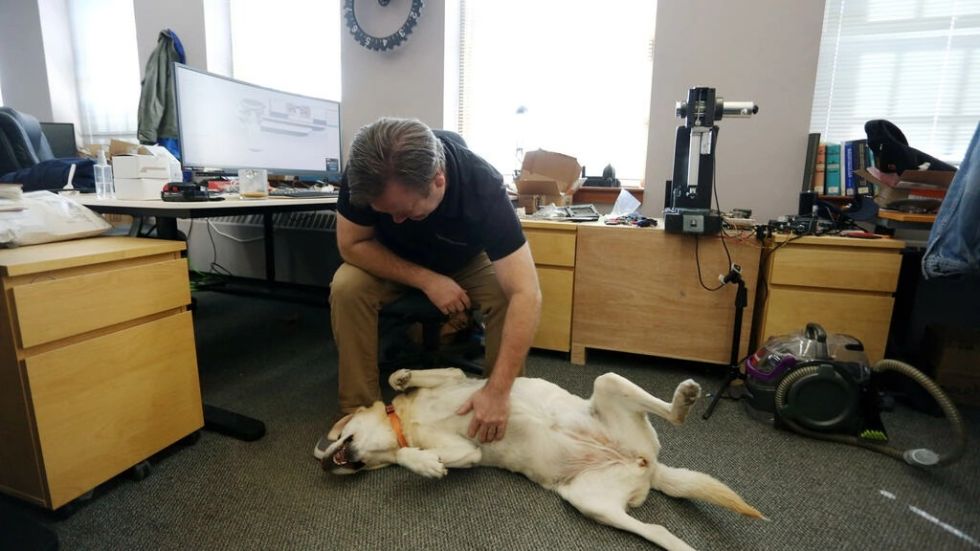En Canadá, los perros van a trabajar con sus dueños