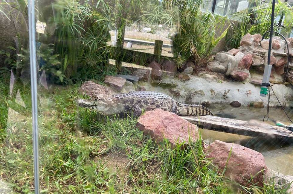 Determinan el cierre por 30 días del Bioparque Vesty Pakos