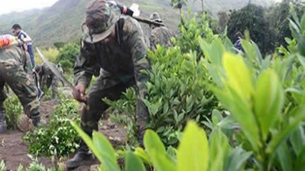 Reportan que más de 3.000 has de cultivos de coca excedentaria fueron erradicados en lo que va del año
