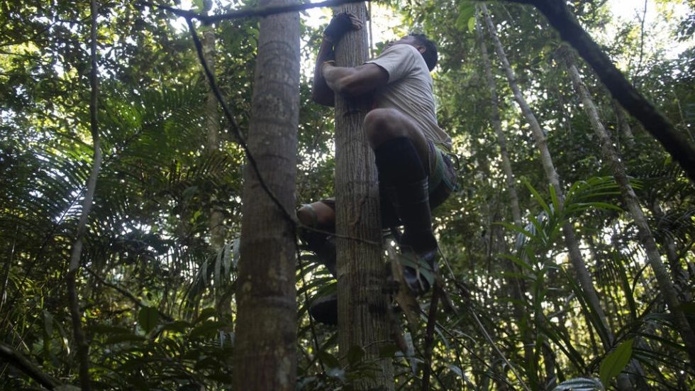 La arriesgada profesión de los escaladores de árboles amazónicos