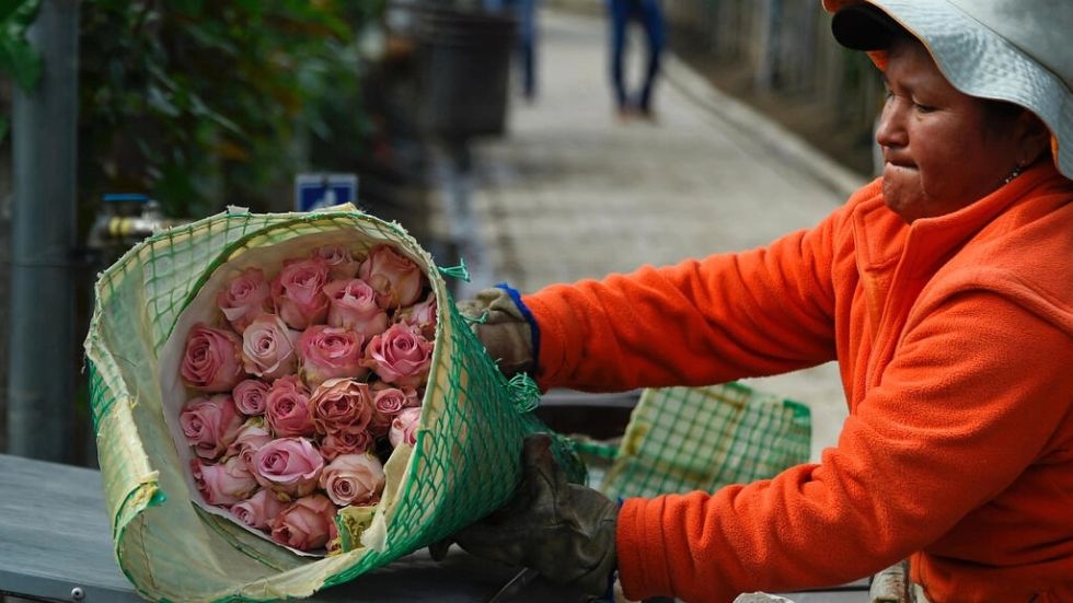 Las rosas ecuatorianas y su carrera de obstáculos para salir al mundo