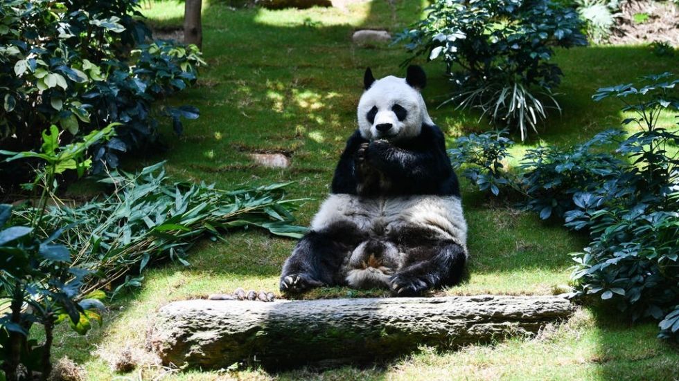 El panda macho más longevo en cautividad muere a los 35 años en Hong Kong