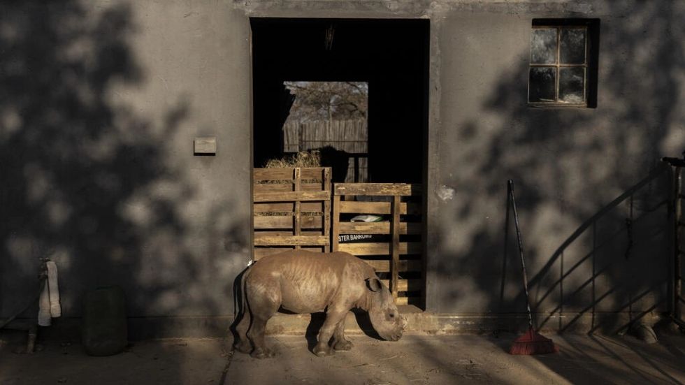 Un nuevo santuario en Sudáfrica para bebés rinocerontes huérfanos