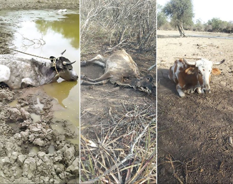 Drama con sequías y heladas en dos municipios del Chaco chuquisaqueño