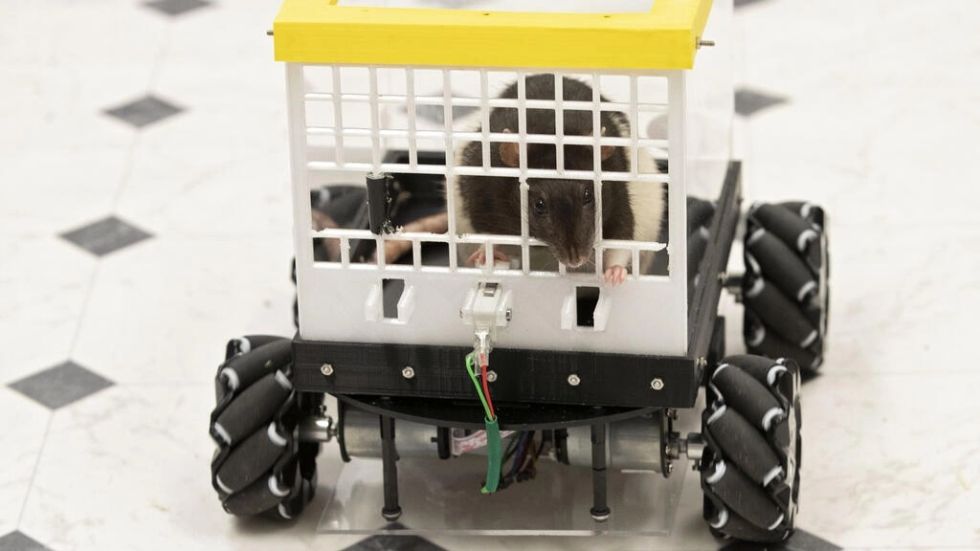 Ratas chófer, un nuevo enfoque para tratar la salud mental