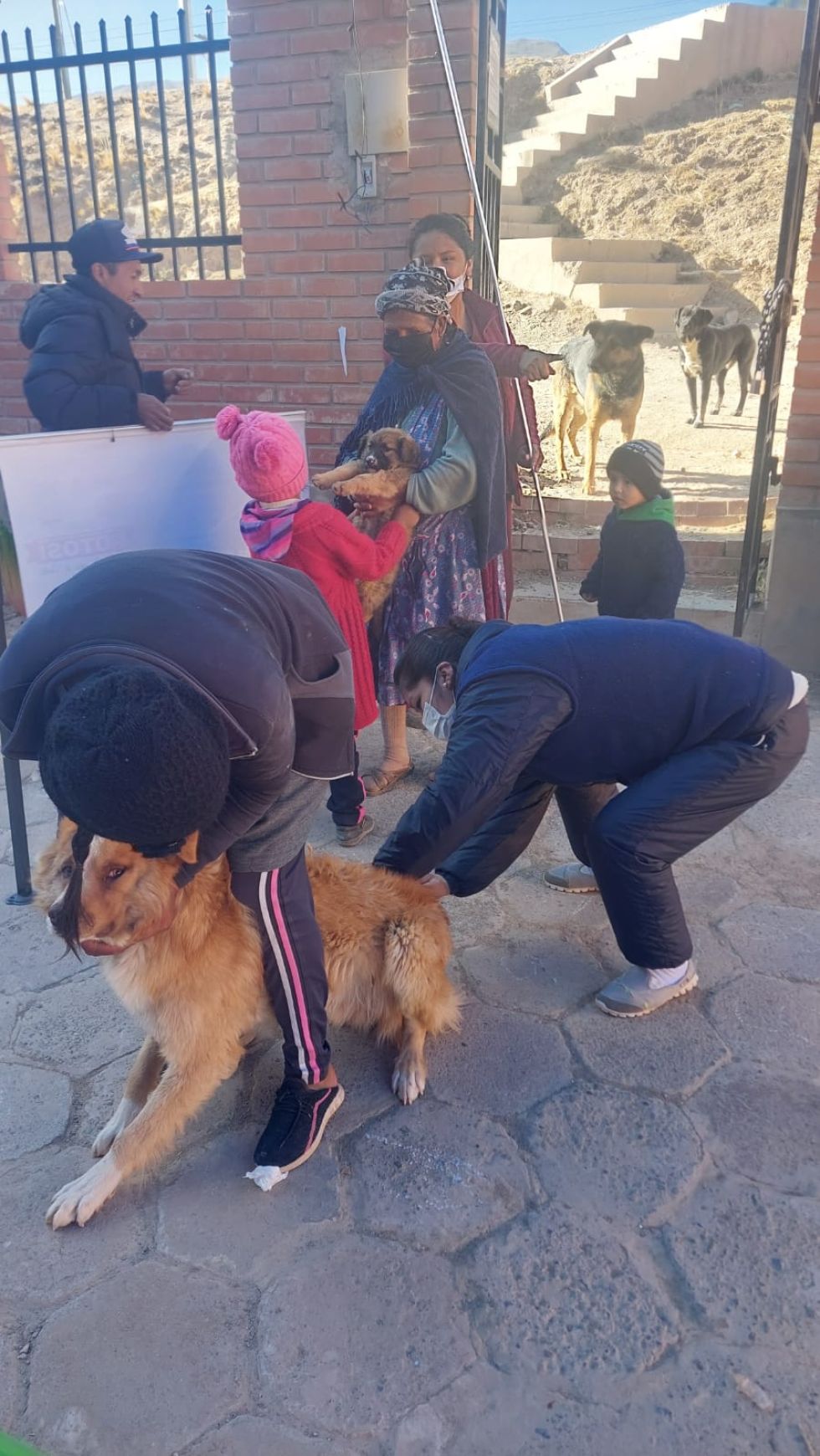 Primer día de vacunación llegó al 70 % de perros y gatos