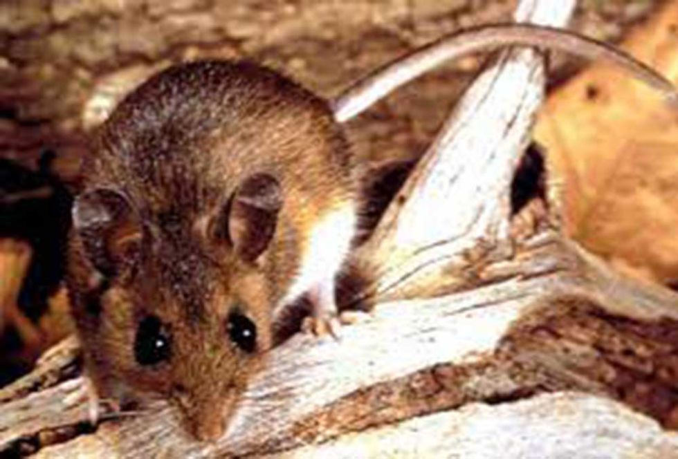 Después de un año, Santa Cruz reporta tres casos de hantavirus y hay otros 15 sospechosos