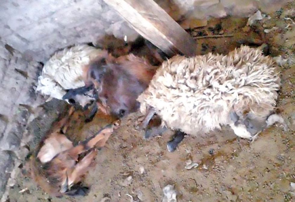 ¿Qué tipo de animal está atacando en los corrales de ovejas?