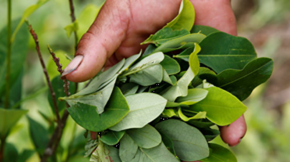 Legisladores del MAS confirman circulación de coca peruana en el país y piden más control