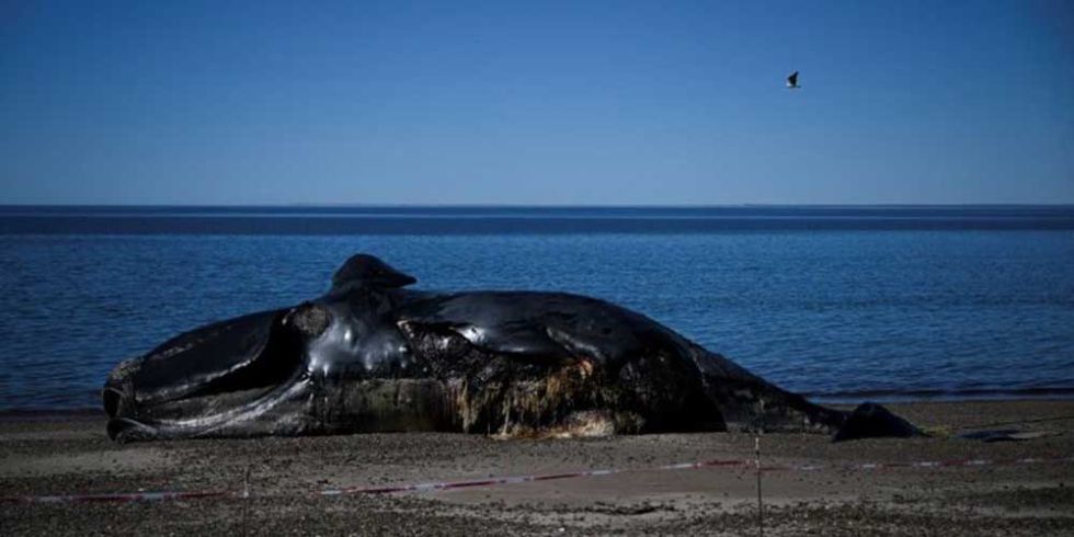 Ascienden a 30 las ballenas muertas en santuario de la Patagonia argentina