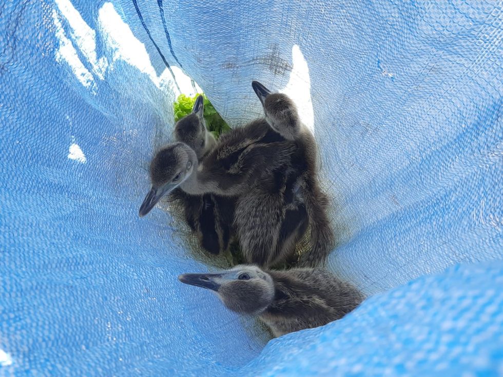 Rescatan tortugas y avestruces que eran comercializadas en un mercado en Cochabamba