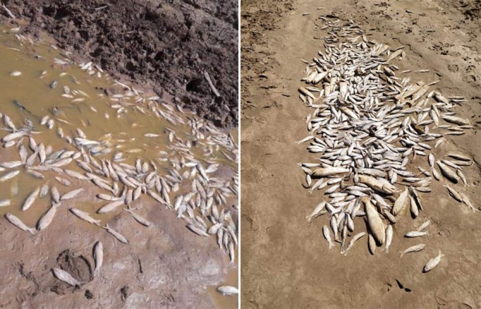 Sequía provoca bajo caudal en el río Pilcomayo y mortandad de peces