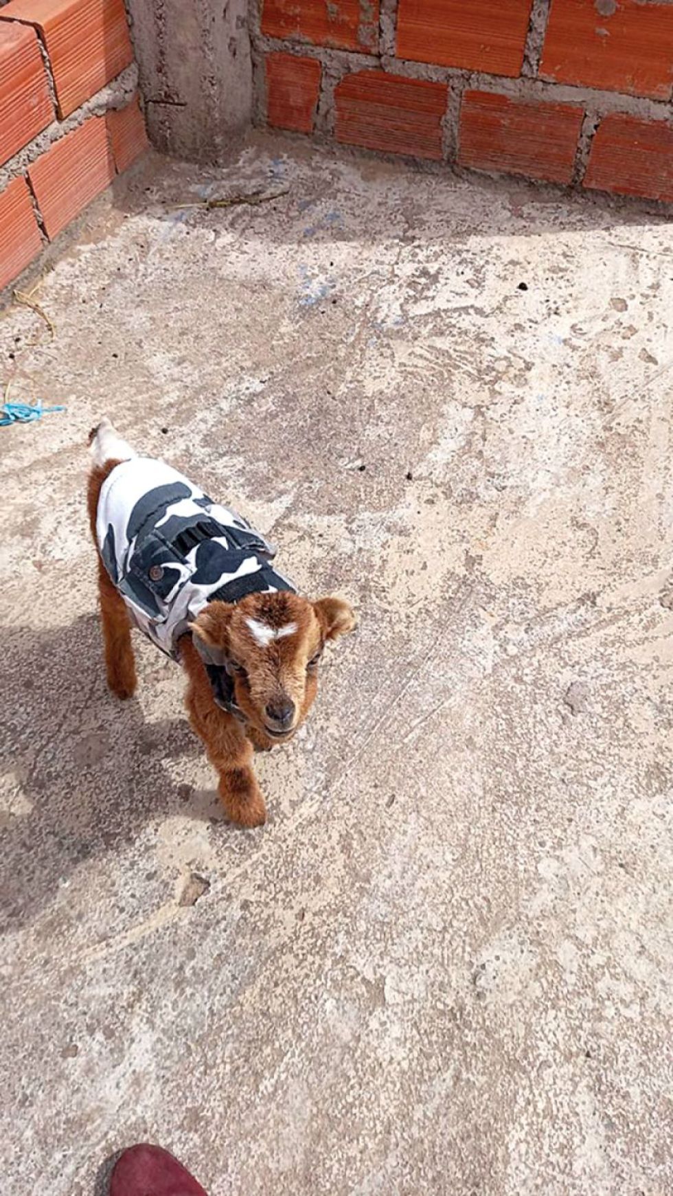 Sucre: ¿Dónde está “Bambi”? Familia desesperada busca su chivito 