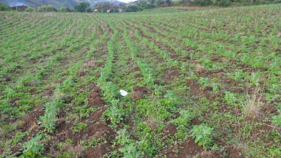 Las lluvias erradican el fantasma de la sequía en el agro potosino