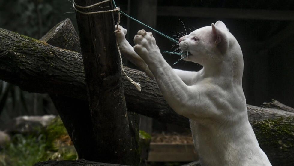 El hallazgo de la primera ocelote albina alerta sobre la deforestación en Colombia