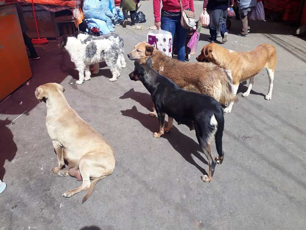 Potosí reporta 18 casos de rabia canina en lo que va de este año