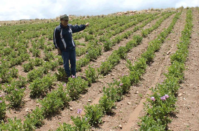 Fenómenos climáticos afectan 15 municipios en el Departamento 