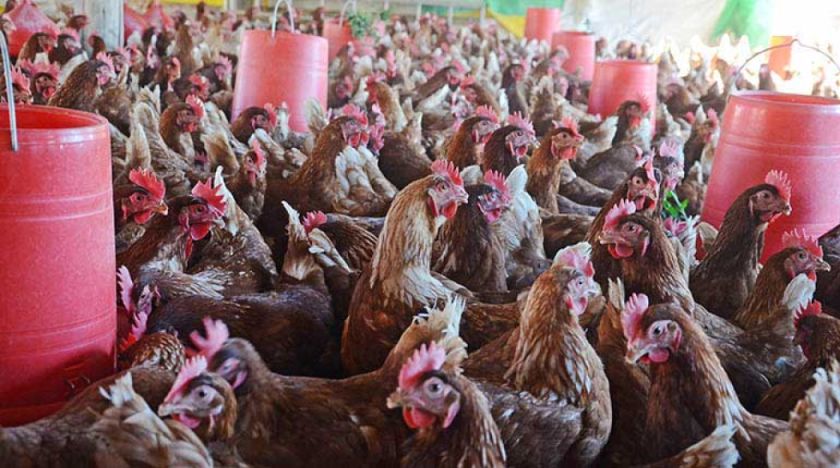 La producción avícola de Tarija sufre por bloqueo de Santa Cruz