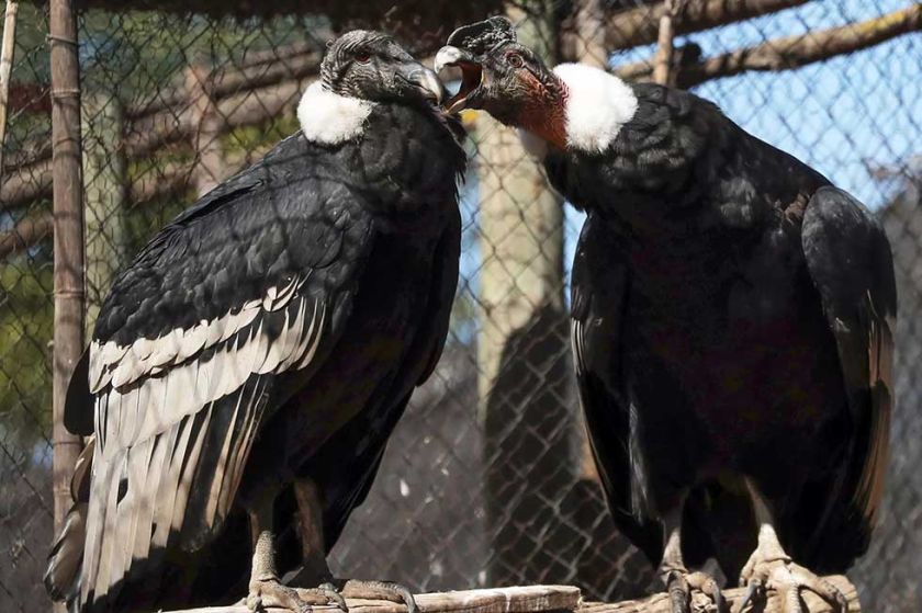 En Chile buscan salvar al cóndor y aumentar la población del ave
