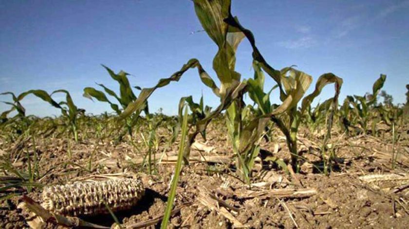 Pérdidas agrícolas por falta de agua llegarían al 40 por ciento