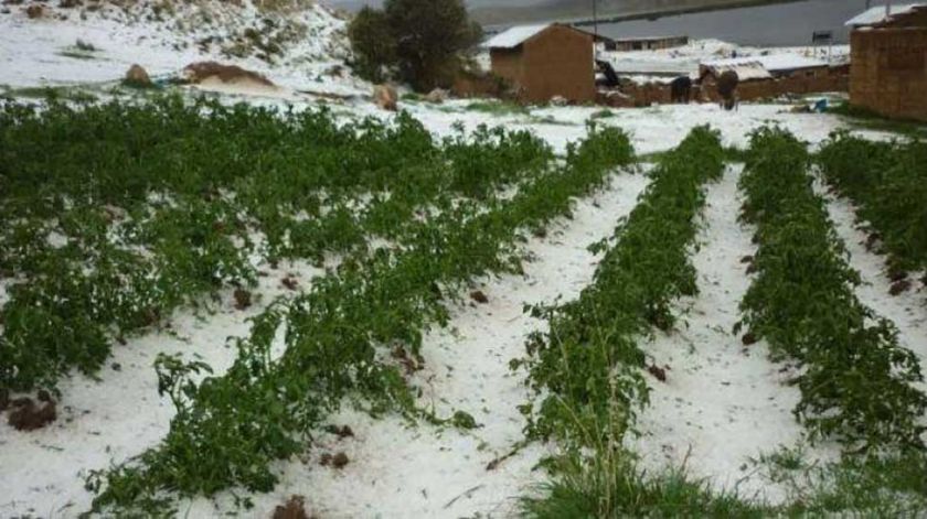 Esperan que la nevada ayude a los cultivos de los municipios