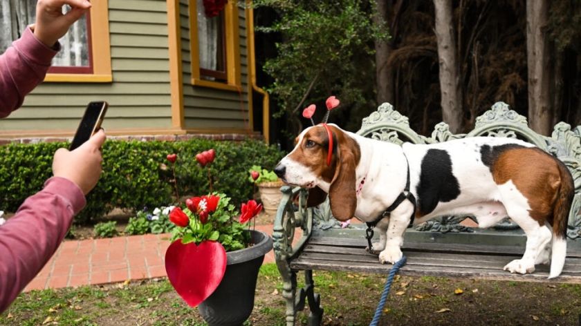 Sabuesos se entregan a San Valentín en California