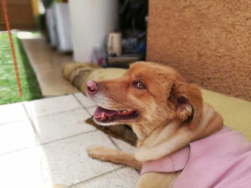 "La Choca" ofrece comida casera para perros, fresca, y con entrega gratuita