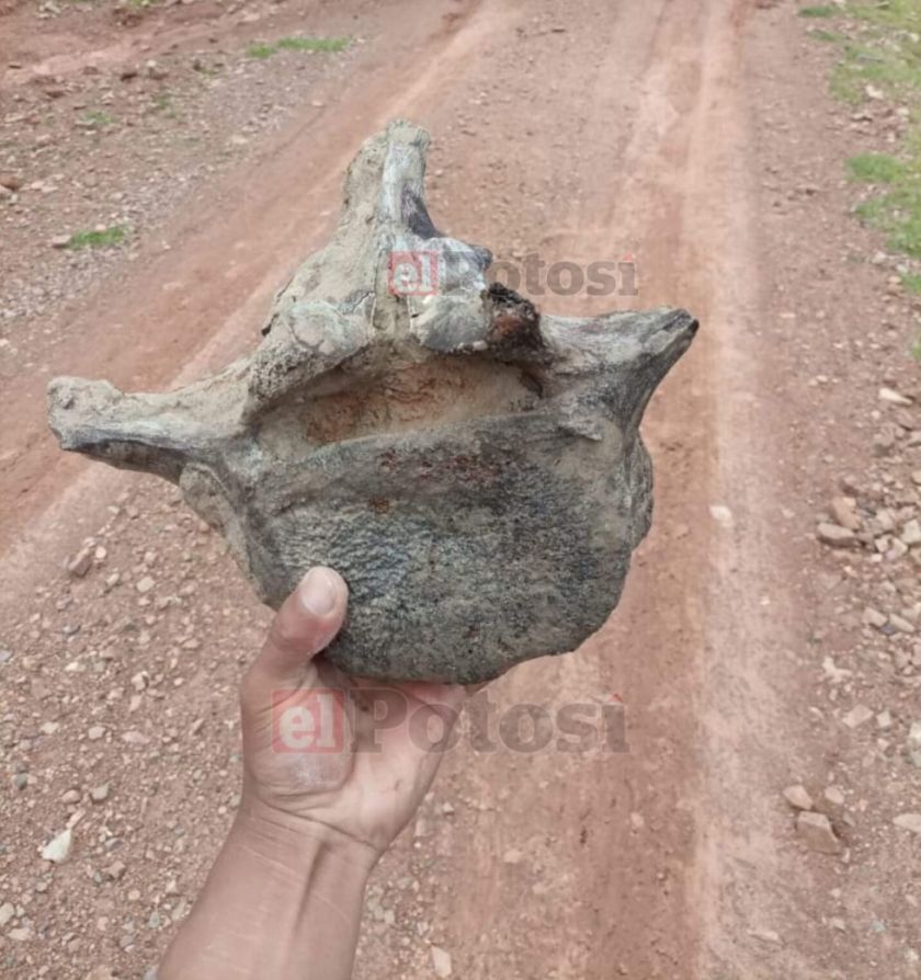 Reportan que brigada de médicos halla restos de animal prehistórico