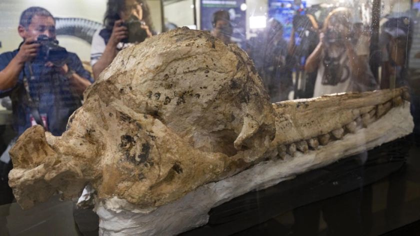 Hallan "el fósil mejor preservado del mundo" de cachalote prehistórico en Perú