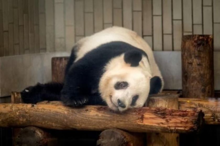Japón se despide de cuatro osos panda que regresarán a China