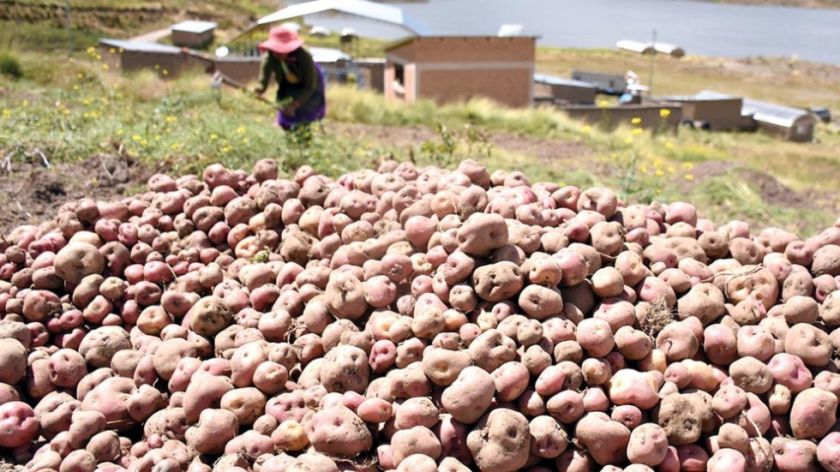 El precio de la papa comienza a bajar