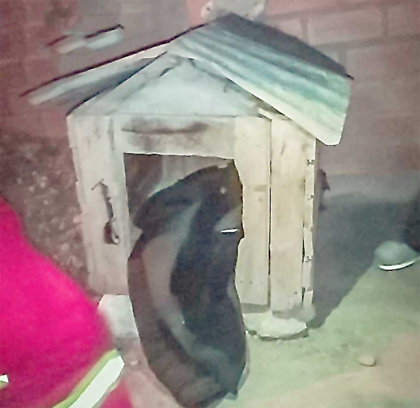 Bebé recién nacida fue abandonada en la casa de un perro