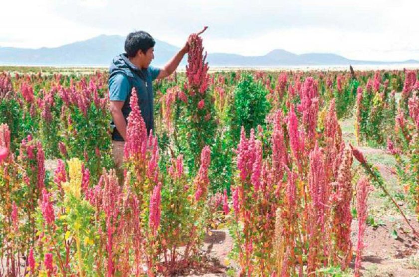 Desastres naturales afectaron la producción de quinua en Coroma