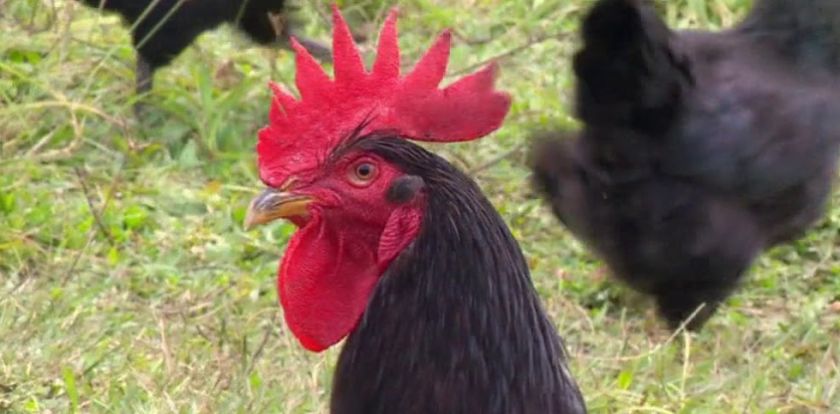 Sacrifican a 15 aves en Cotagaita por influenza aviar
