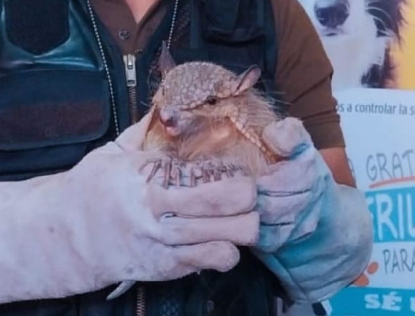 ¡Sorpresa! Rescatan a quirquincho que se paseaba por la calle en Potosí