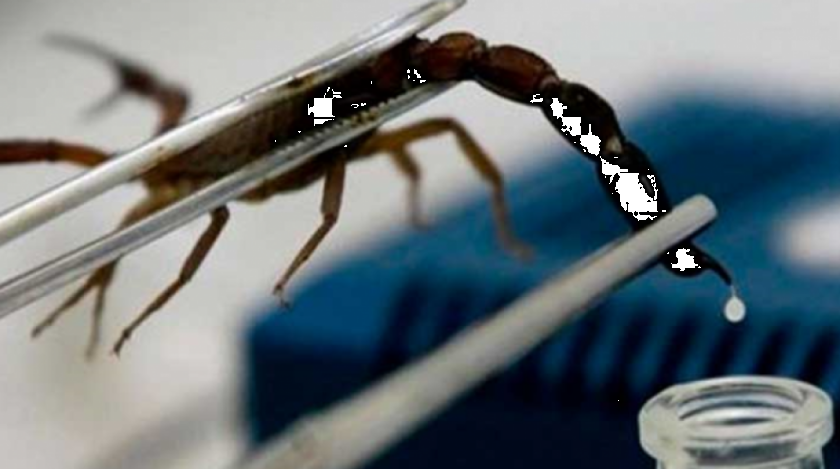 Inlasa tendrá el antídoto para alacranes en abril