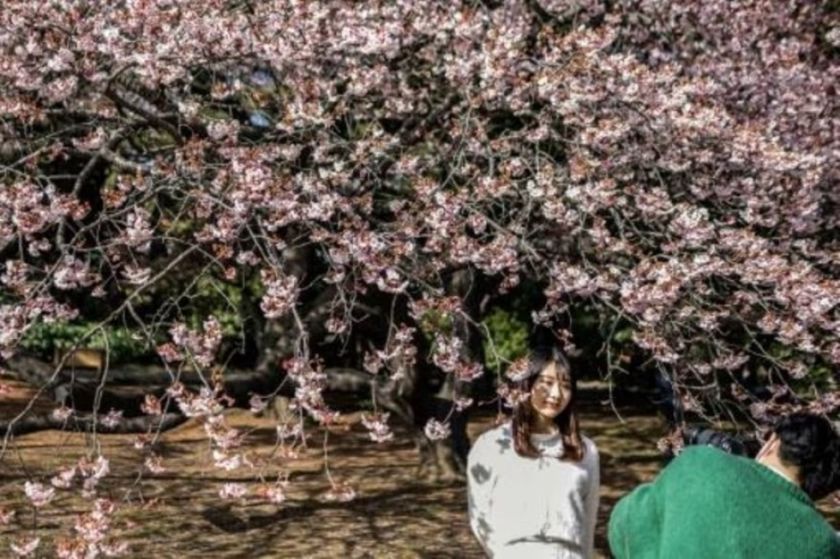 Los cerezos en flor de Tokio tienen un nuevo récord de inicio temprano