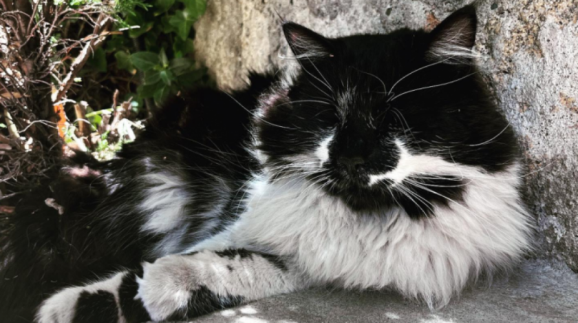 Vecinos y la embajada de Brasil buscan al gato Walter, fue visto el viernes