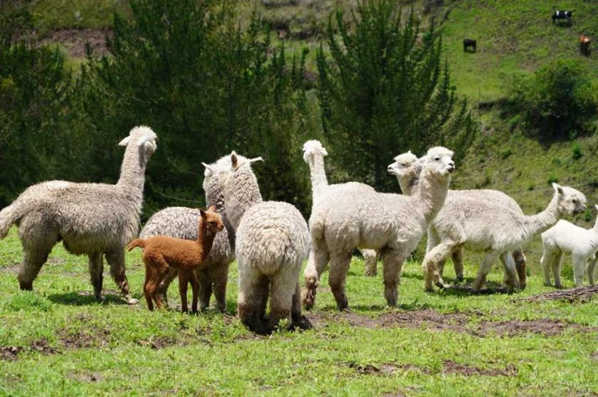 Alpacas regresan a repoblar la frontera de Colombia y Ecuador