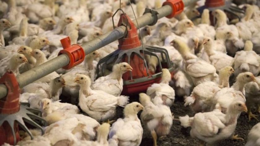 Argentina reanuda las exportaciones de pollo suspendidas por la gripe aviar