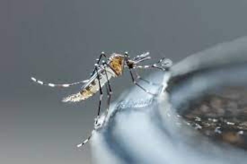 Los casos de dengue en Argentina crecen un 75 % en una semana, hasta 28.235
