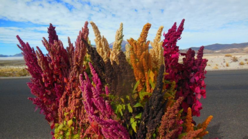 Estudio revela que Bolivia posee la quinua con mayores nutrientes