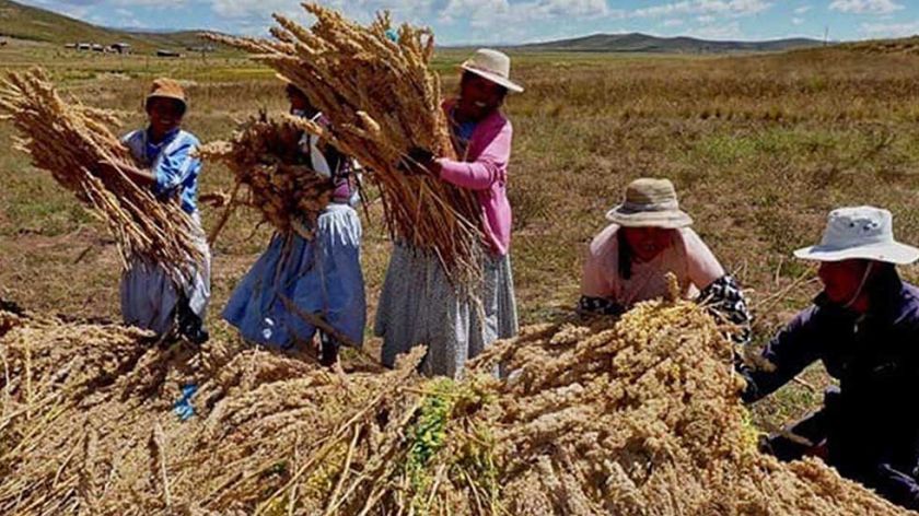 Llica reporta baja producción de quinua por la sequía y helada