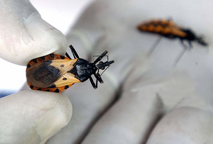 La enfermedad de Chagas se extiende por la Amazonía brasileña y el Gran Chaco