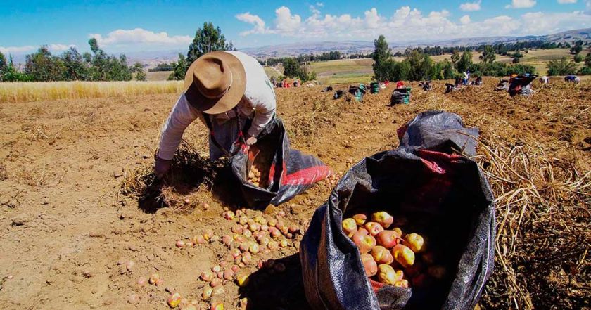 Colquechaca reporta efectos de la sequía en su producción